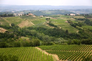 vigneti-vernaccia-san-gimignano