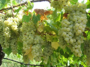 vernaccia-di-sangimignano